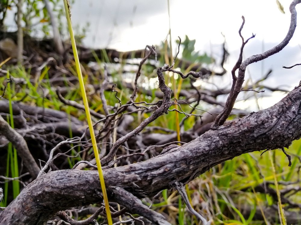 Dryness and loneliness