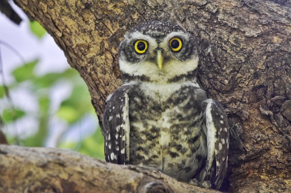 Just look into my eyes.