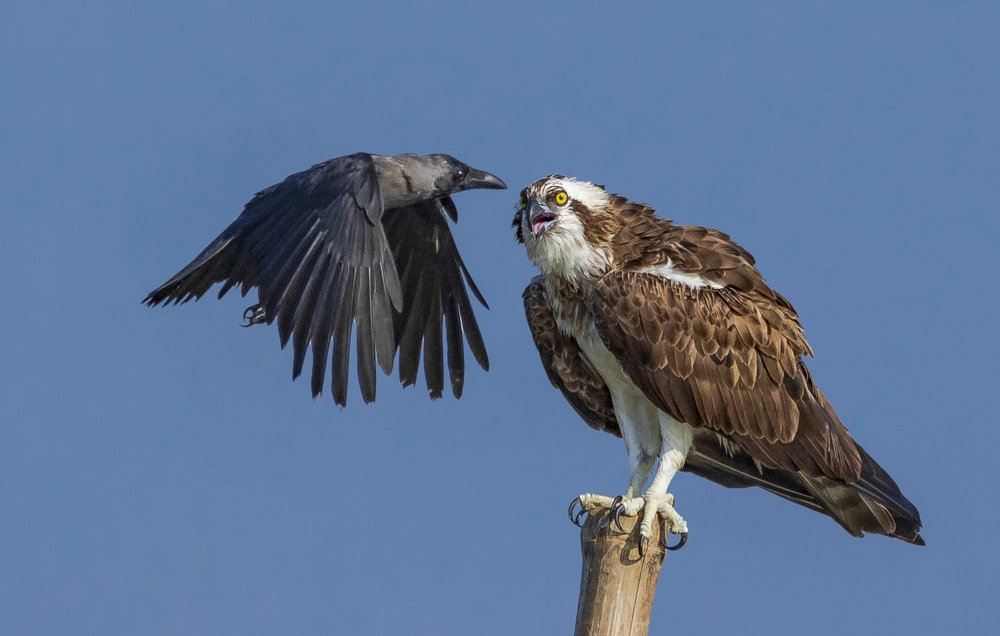 Scavenger charging on Predator