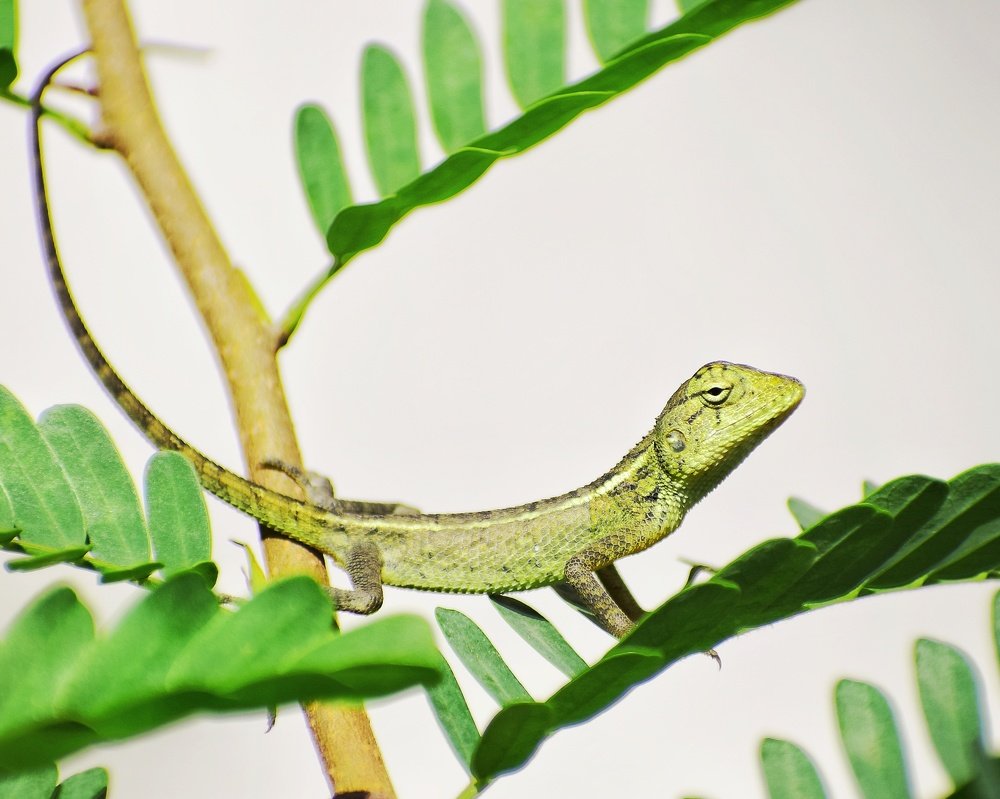 Hello..Why are u staring at me...?