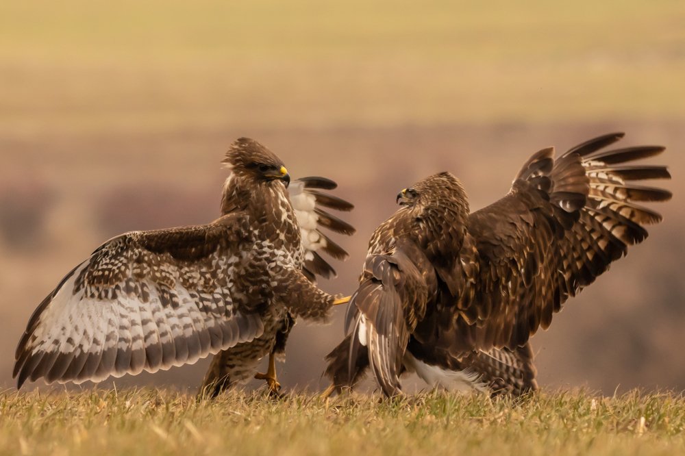 Photograph by Nikolay Stoyanov
