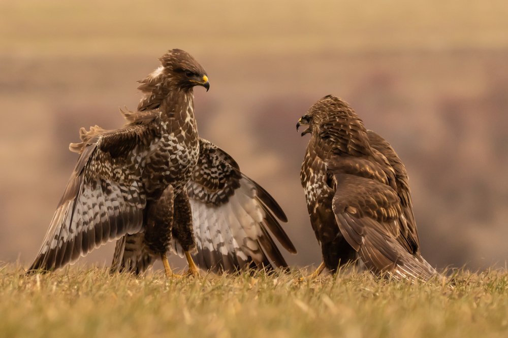 Photograph by Nikolay Stoyanov