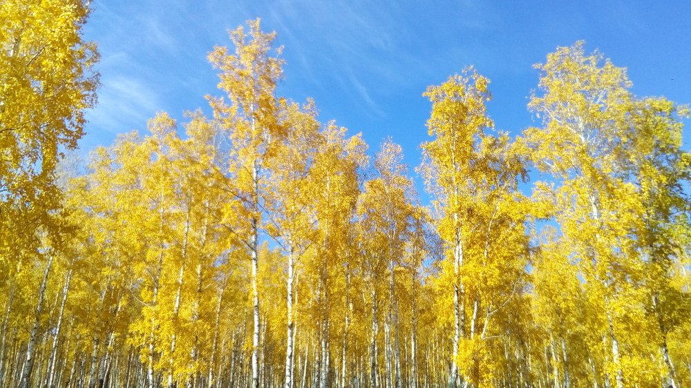 Photograph by Осипова Карина Александровна