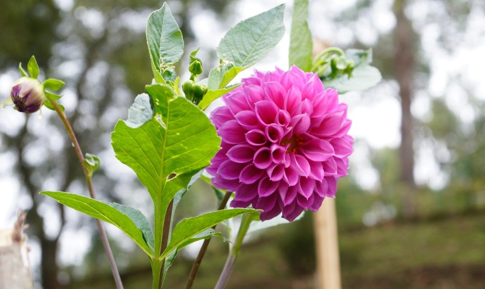 Photograph by Ambewadikar sourabh