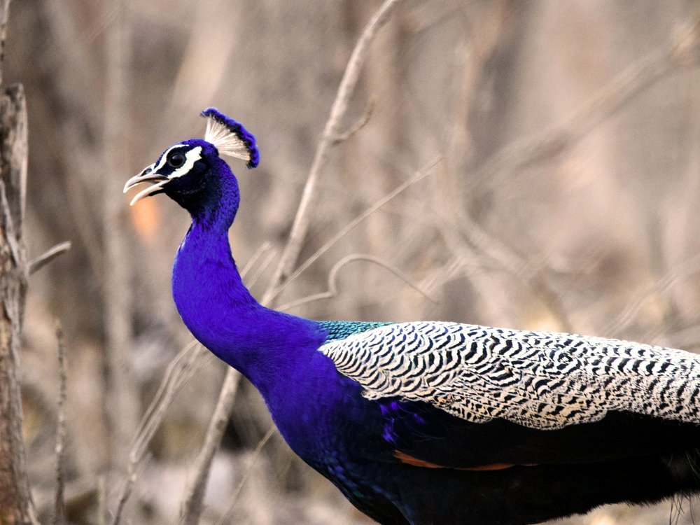 Peacock the Beauty of India.