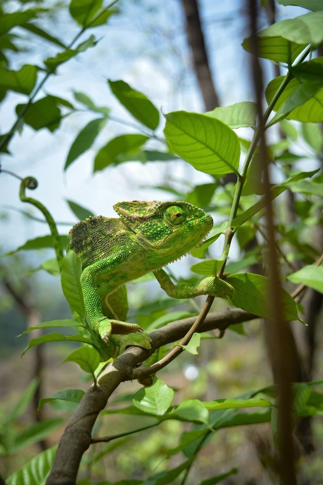 Chameleon :Slow-mo Master