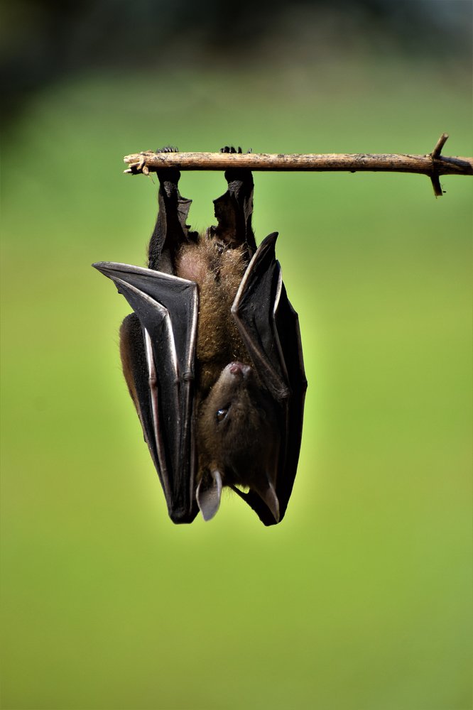 Photograph by Anirban Pan