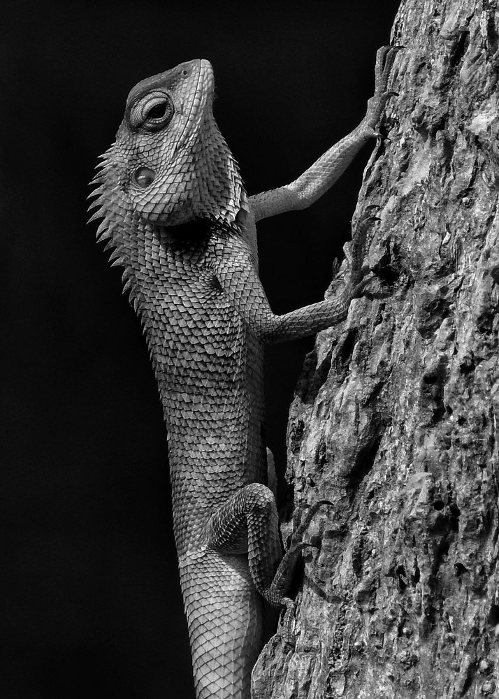 Photograph by Anirban Pan