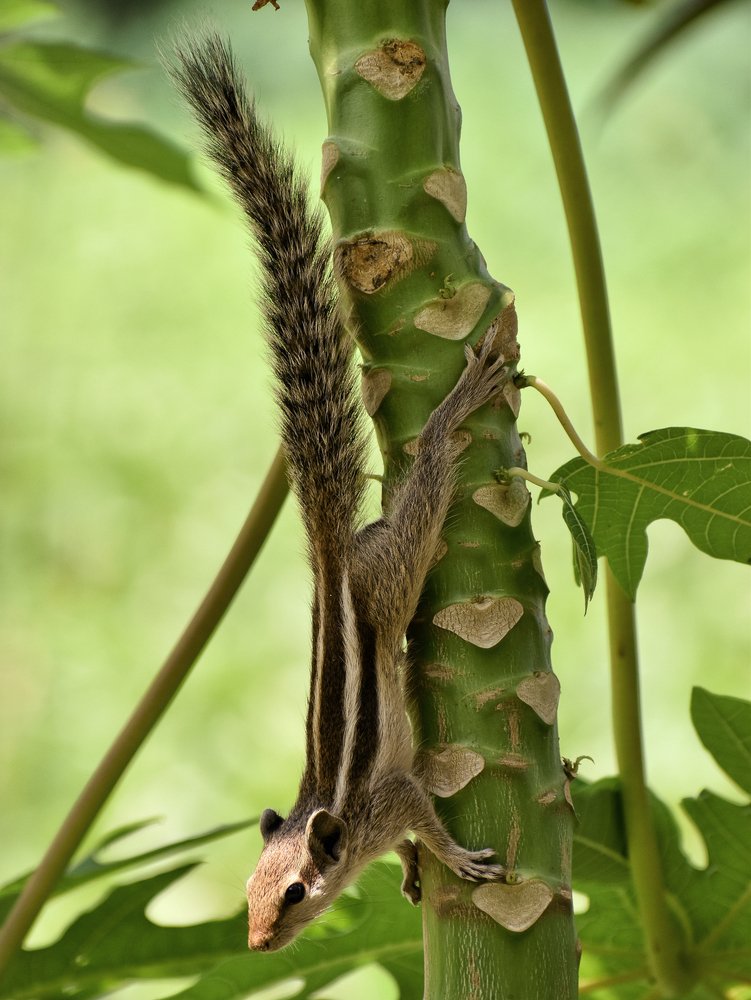 Photograph by Anirban Pan