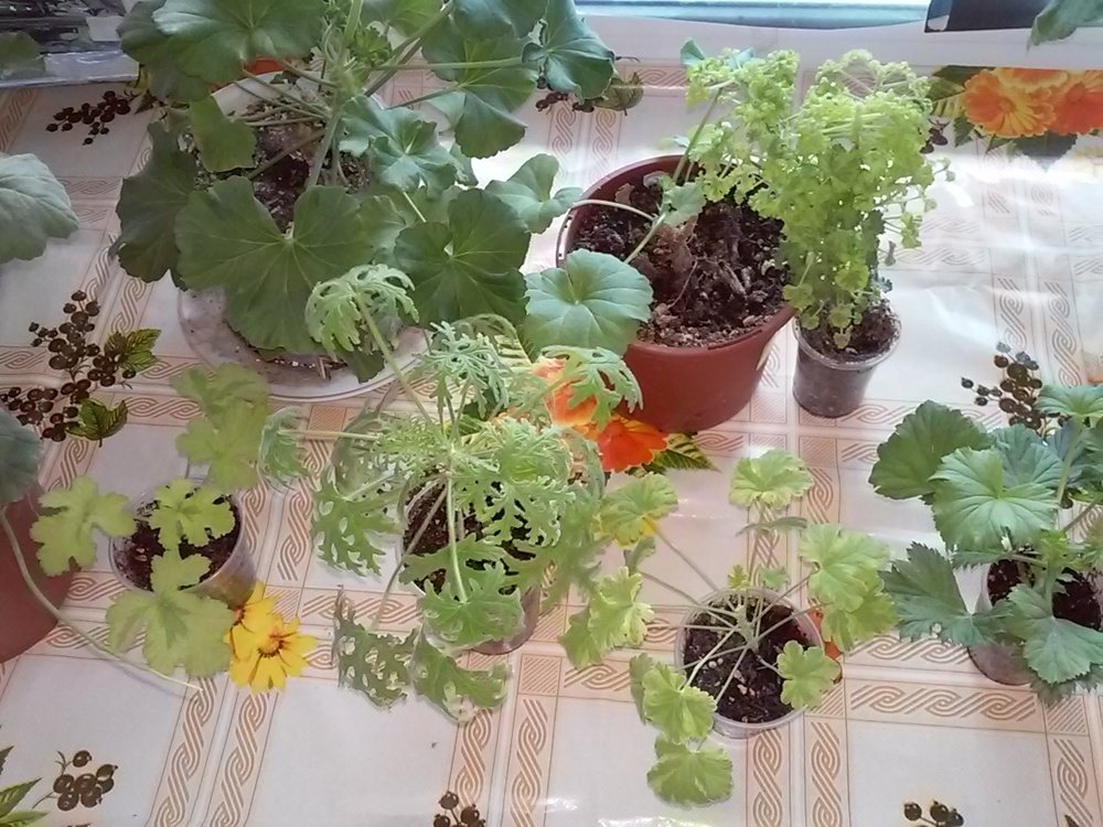 Мои пеларгонии, домашние лекари...