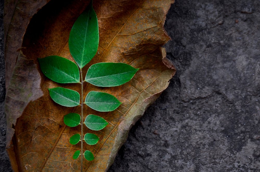 Photograph by Diganta Talukdar