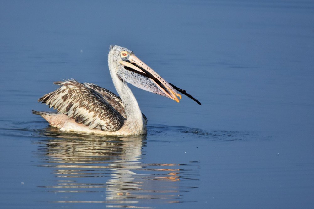 Grey Pelican with nesting material