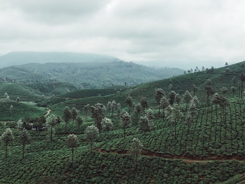 Photograph by Naveen Gowtham