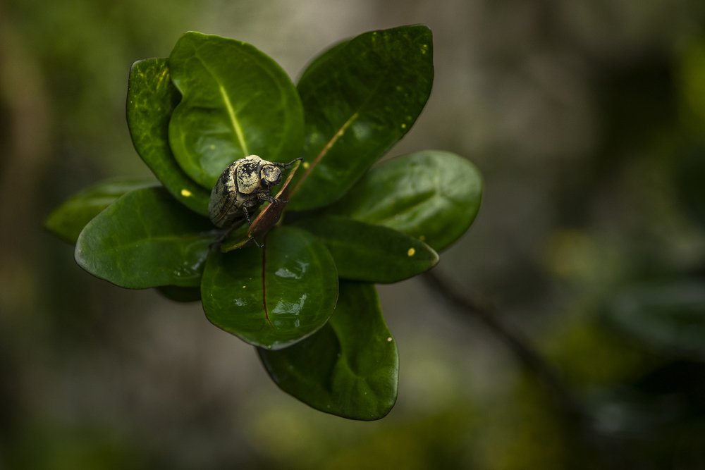 Photograph by Jhony Jee Jee