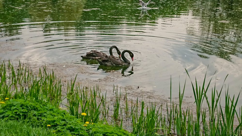 Photograph by Елена Шахова