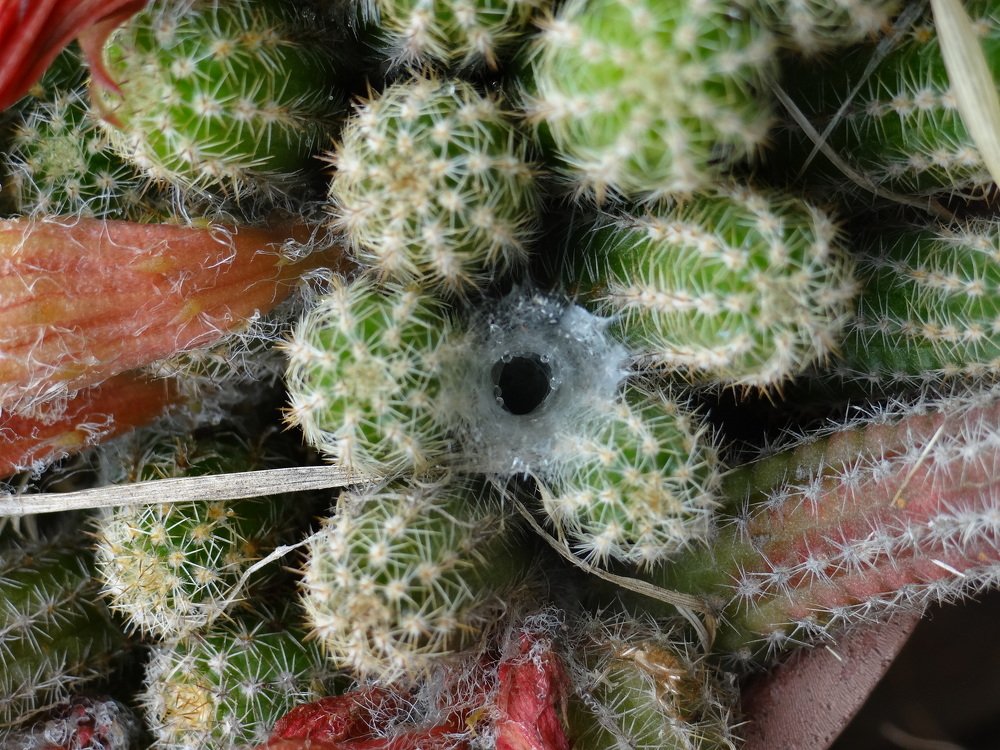 spiderwebs