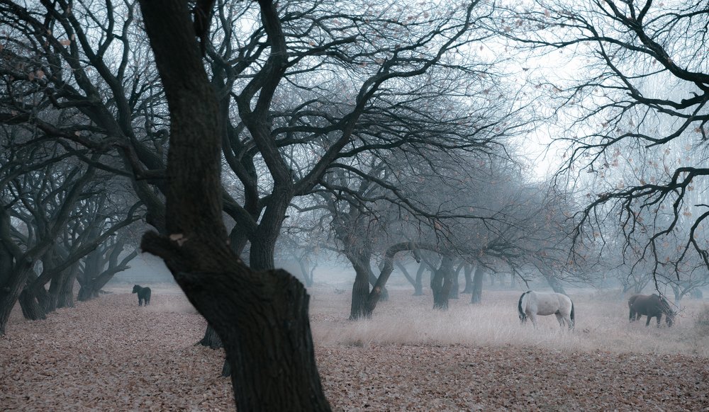 Horses -Лошадь