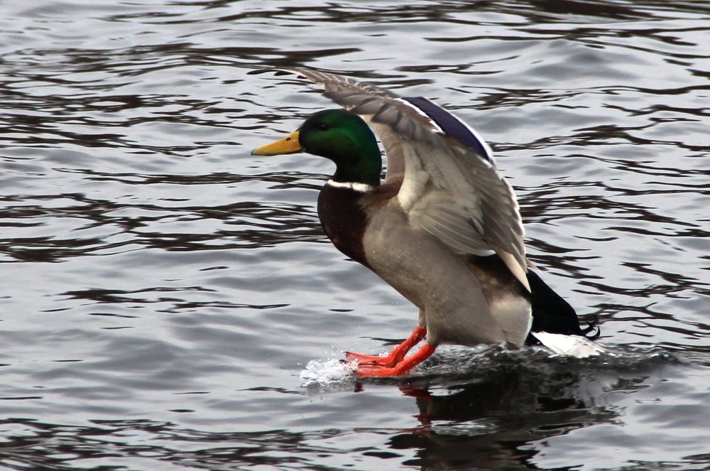 Photograph by Валентина