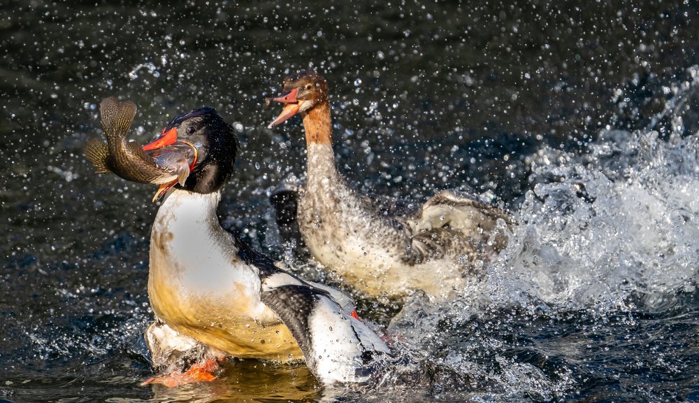 Photograph by christian sévigny