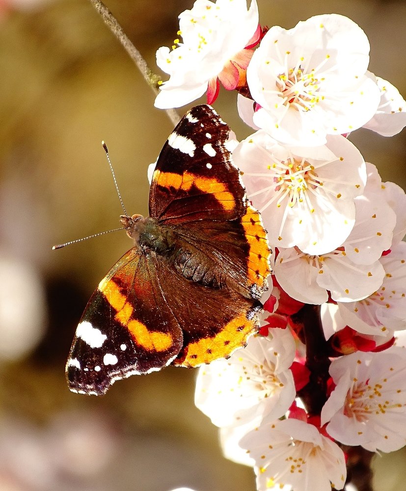 Photograph by Vanči Sešel