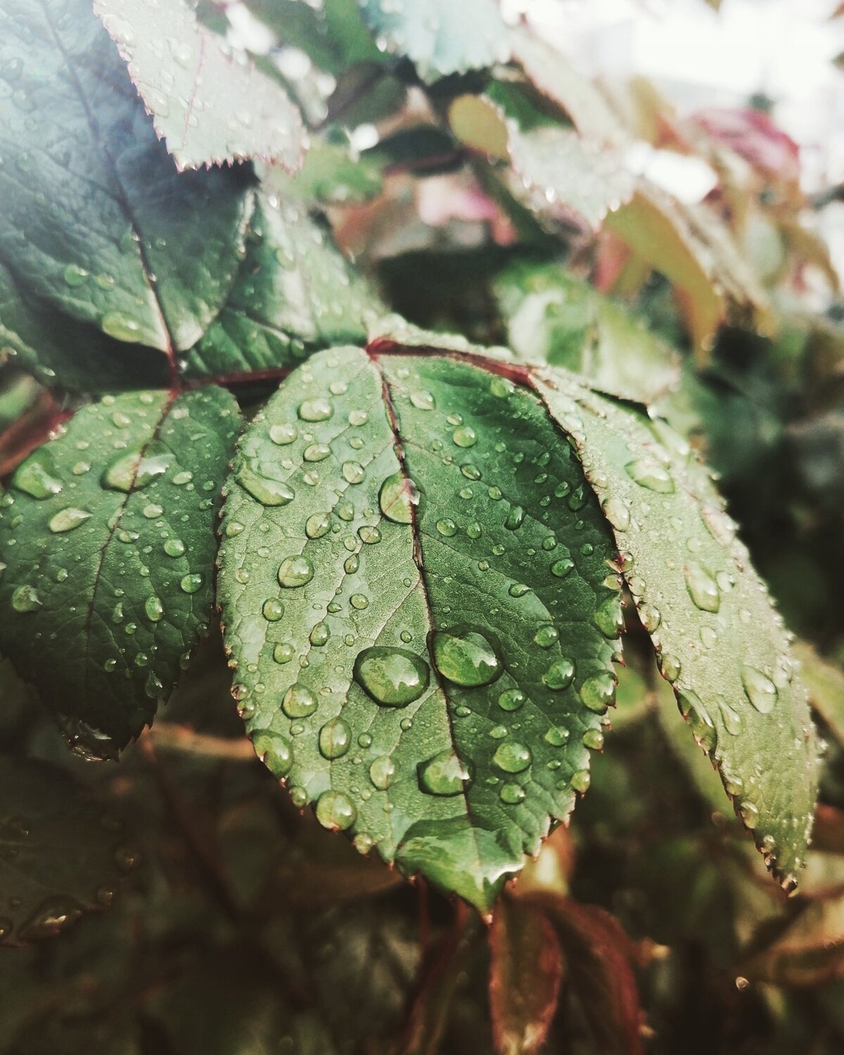 Photo #4504336