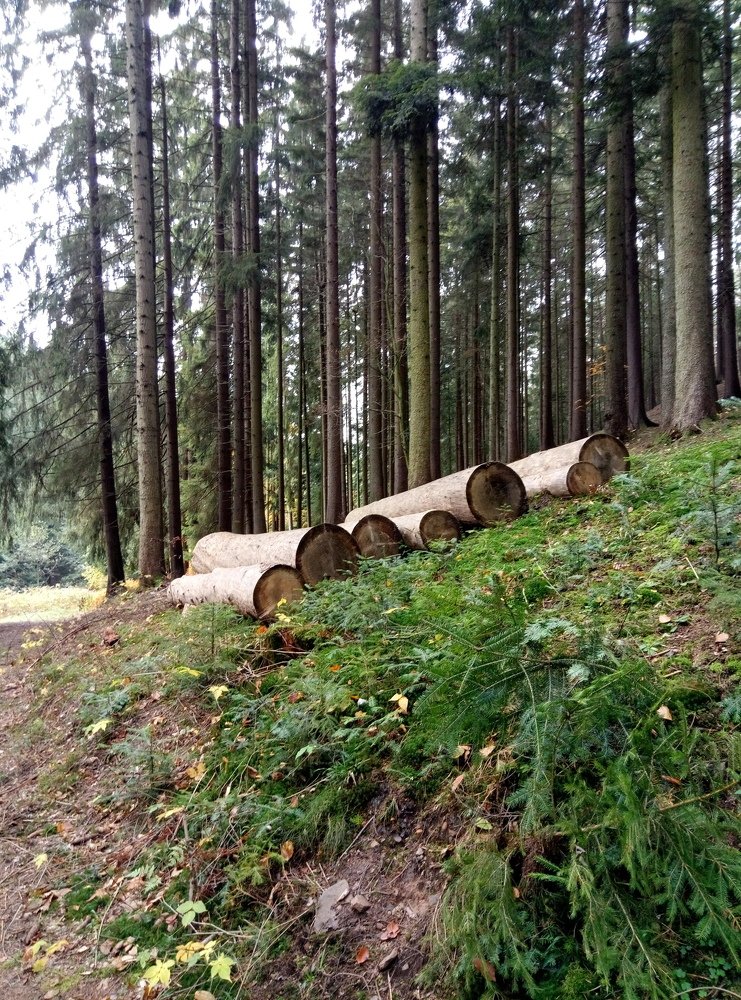 Photo #4504450
