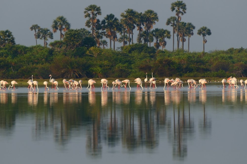 Photograph by Prabhakaran Dilakshan