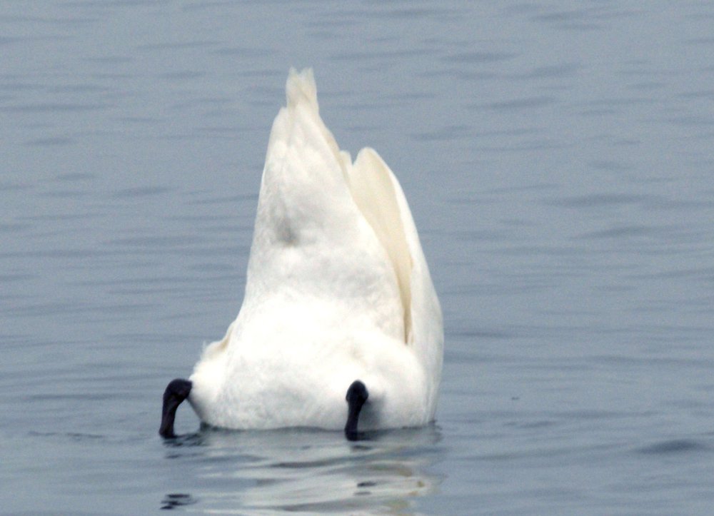 Photo #4504524