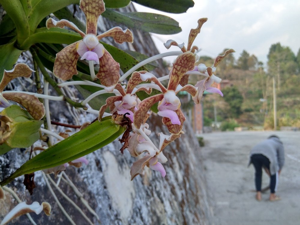 Grown on the walls