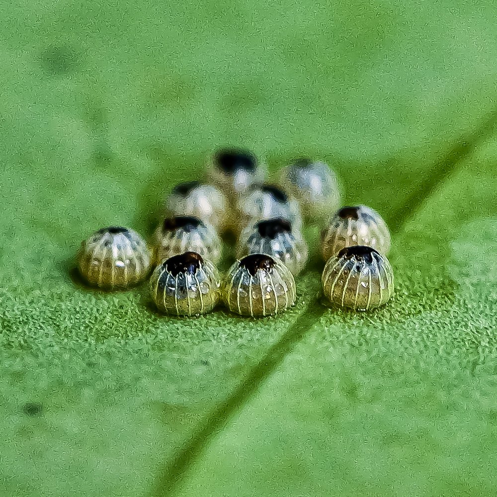 Photograph by Sharel Albor