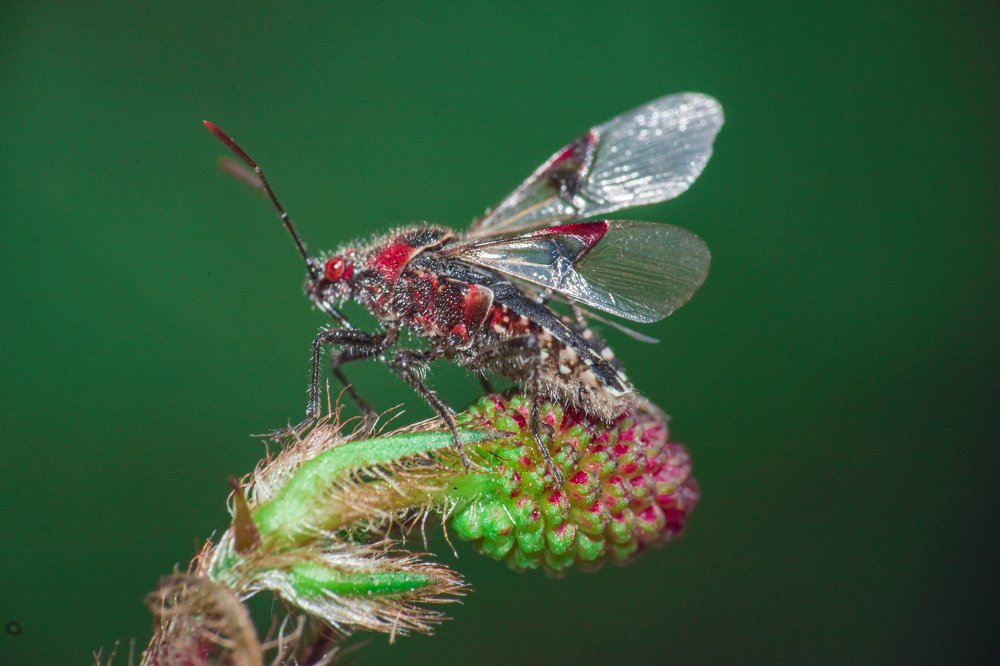 Aphid