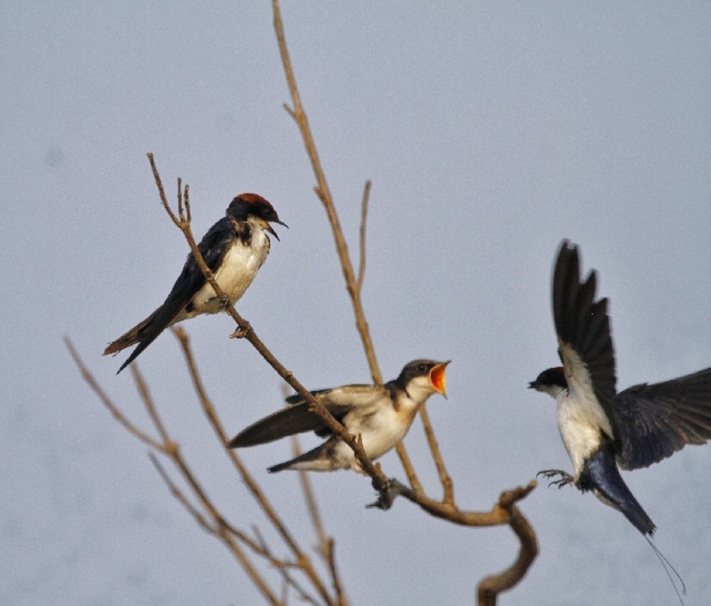 Photograph by prabhakar Gujjarappa