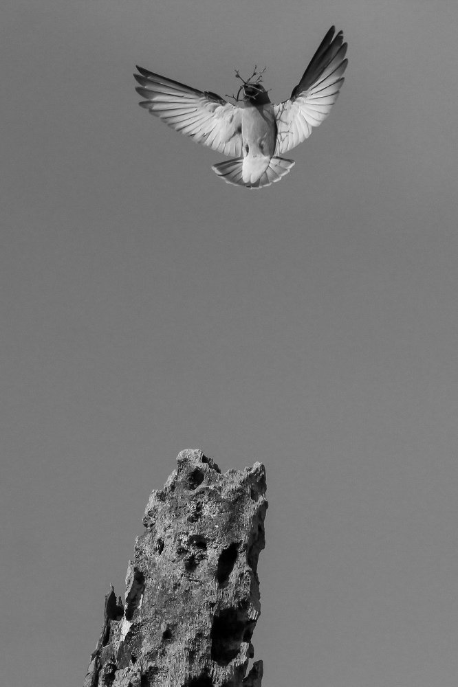 Photograph by prabhakar Gujjarappa