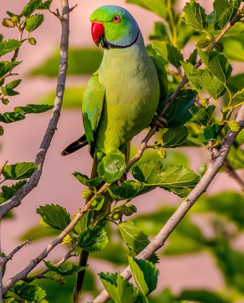 Photograph by Shashank Adlakha