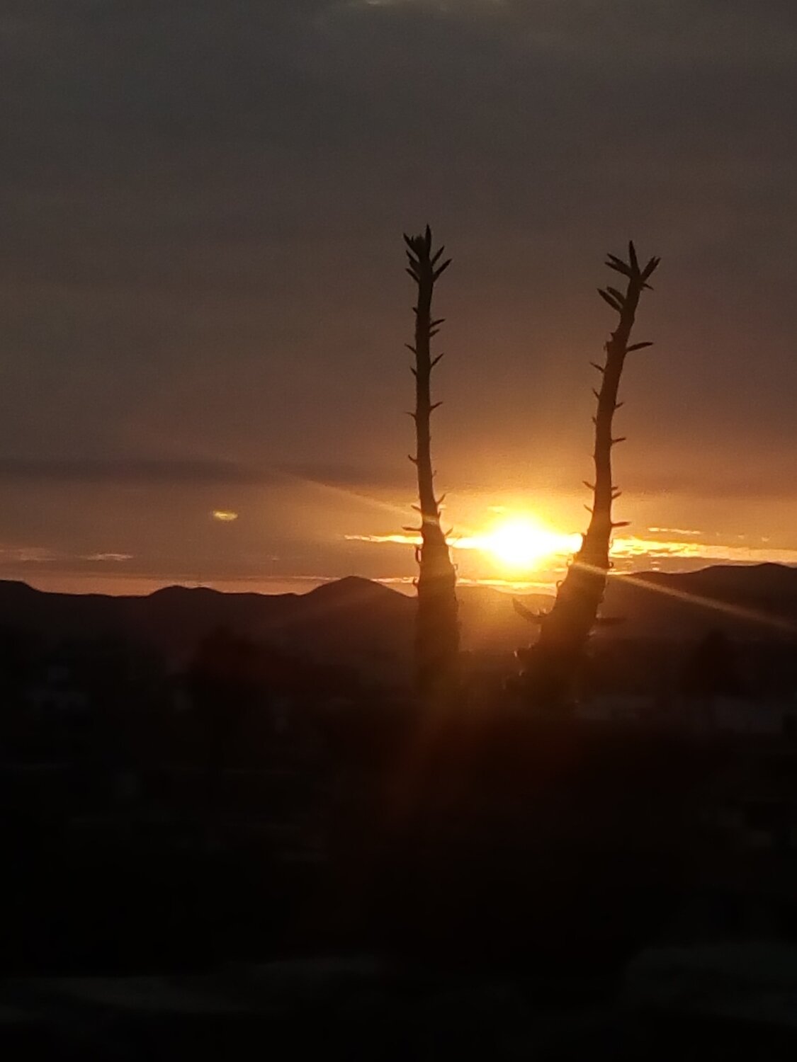 Photo #4505382
