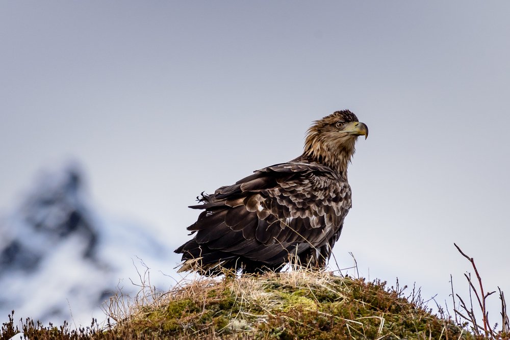 Young Sea Eagle