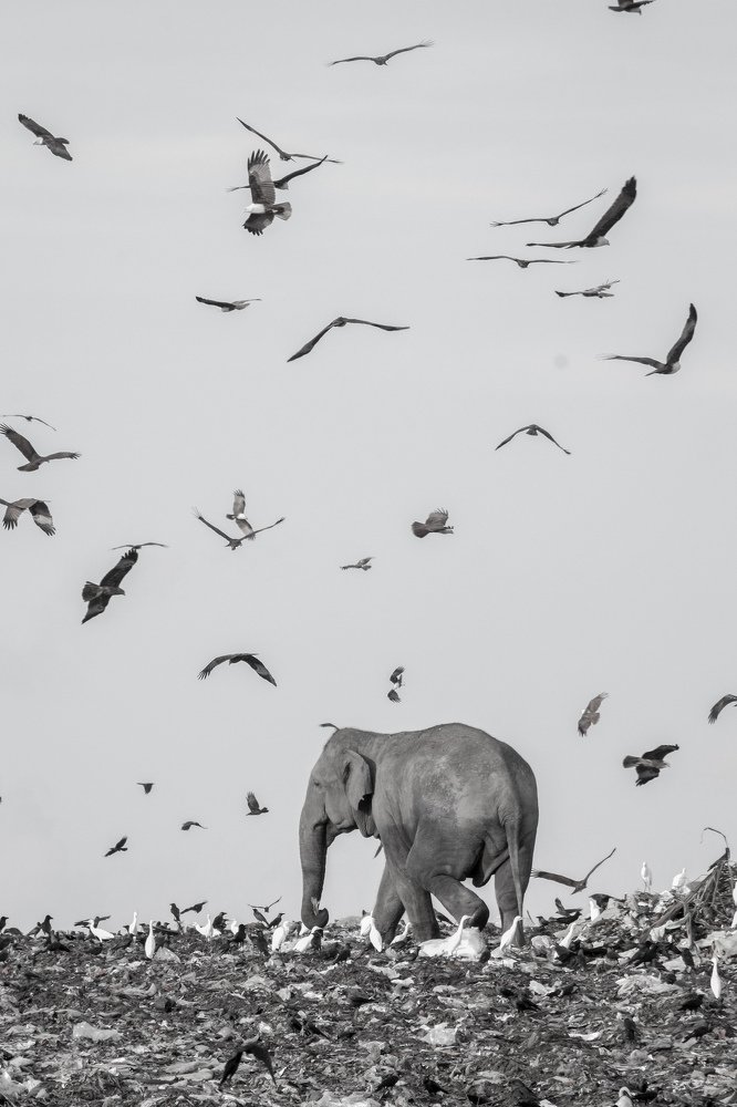Elephant