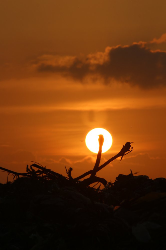 Birds with sunset
