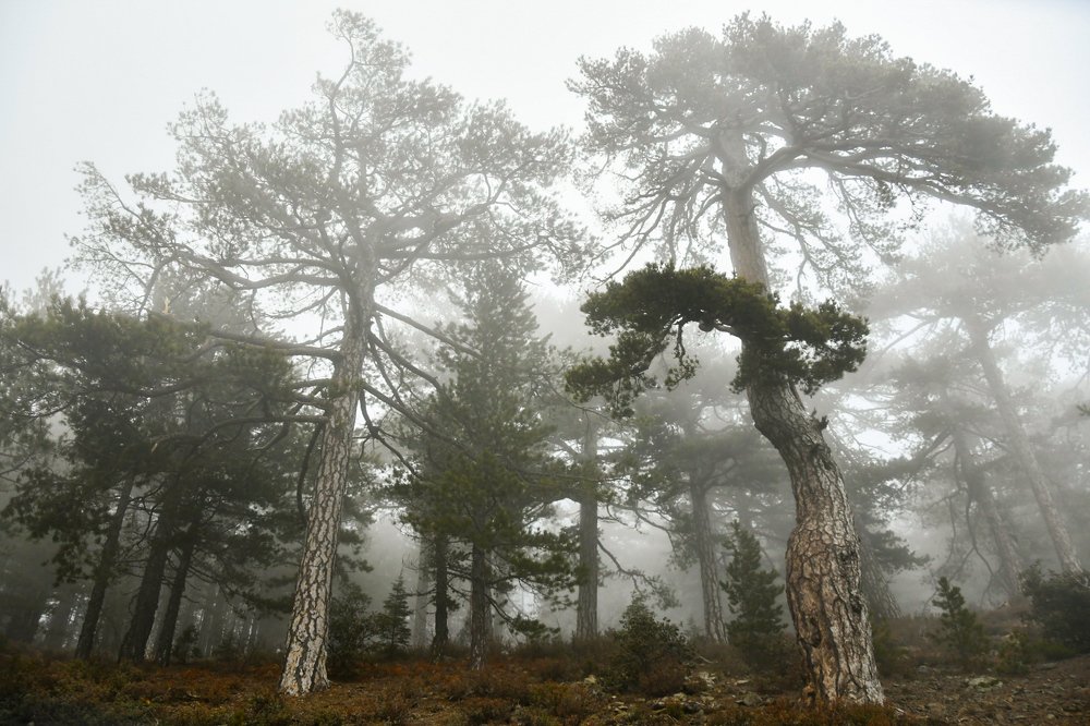 Photograph by Petros