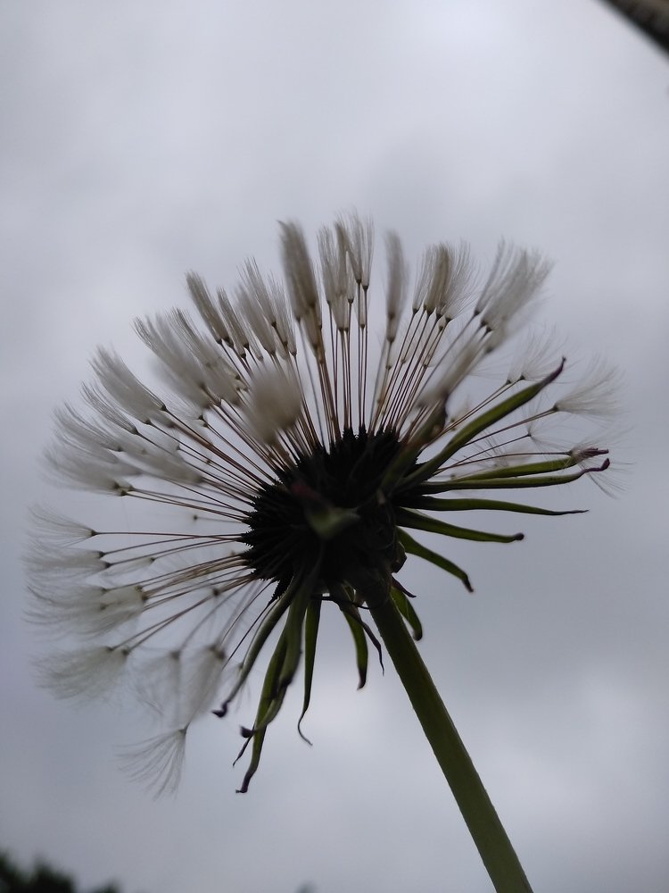 Фотография автора Елена Кобелева