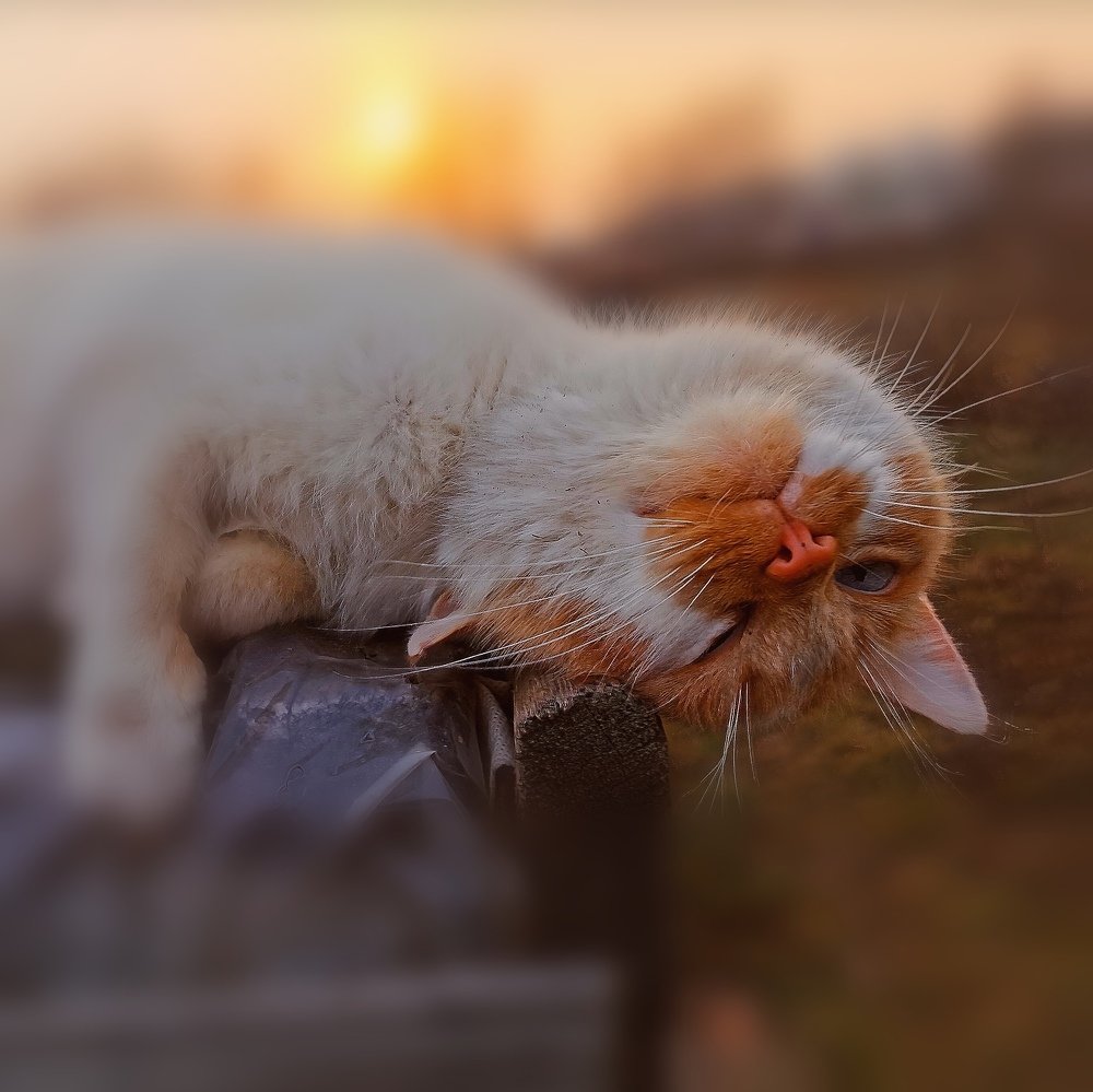 Фотомодель.