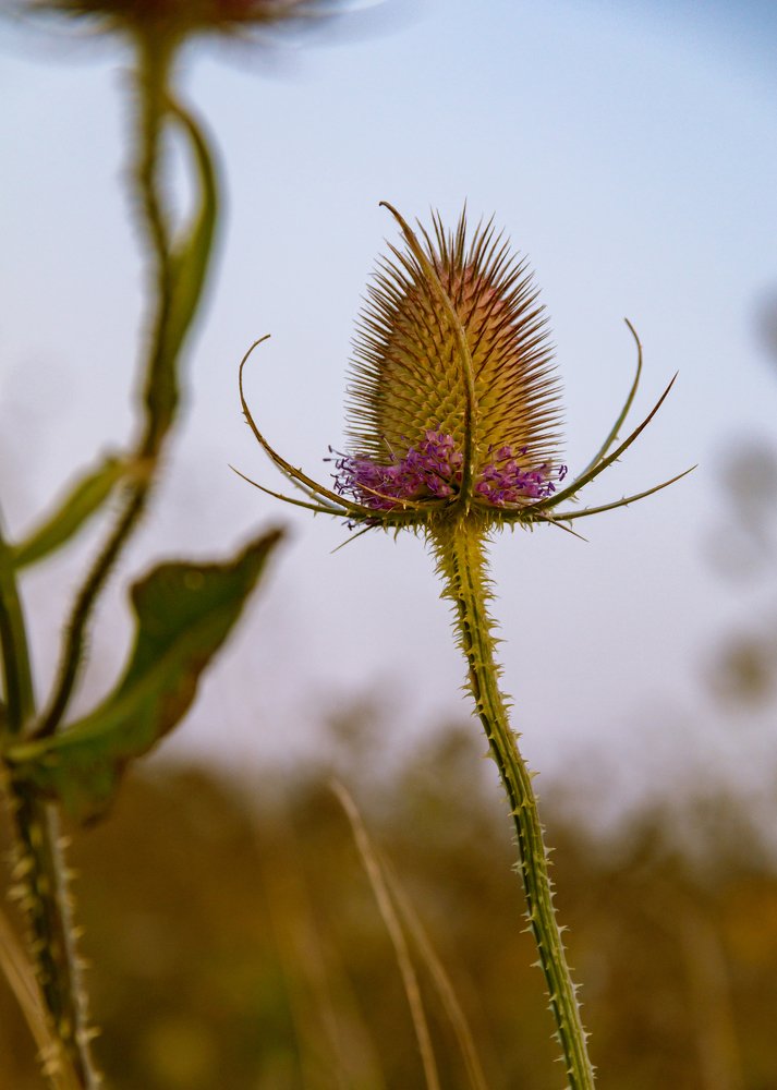 Photograph by Dmitri Sorokin