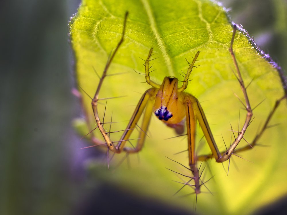 Photograph by Chew Foung(9w2vxp) Pang