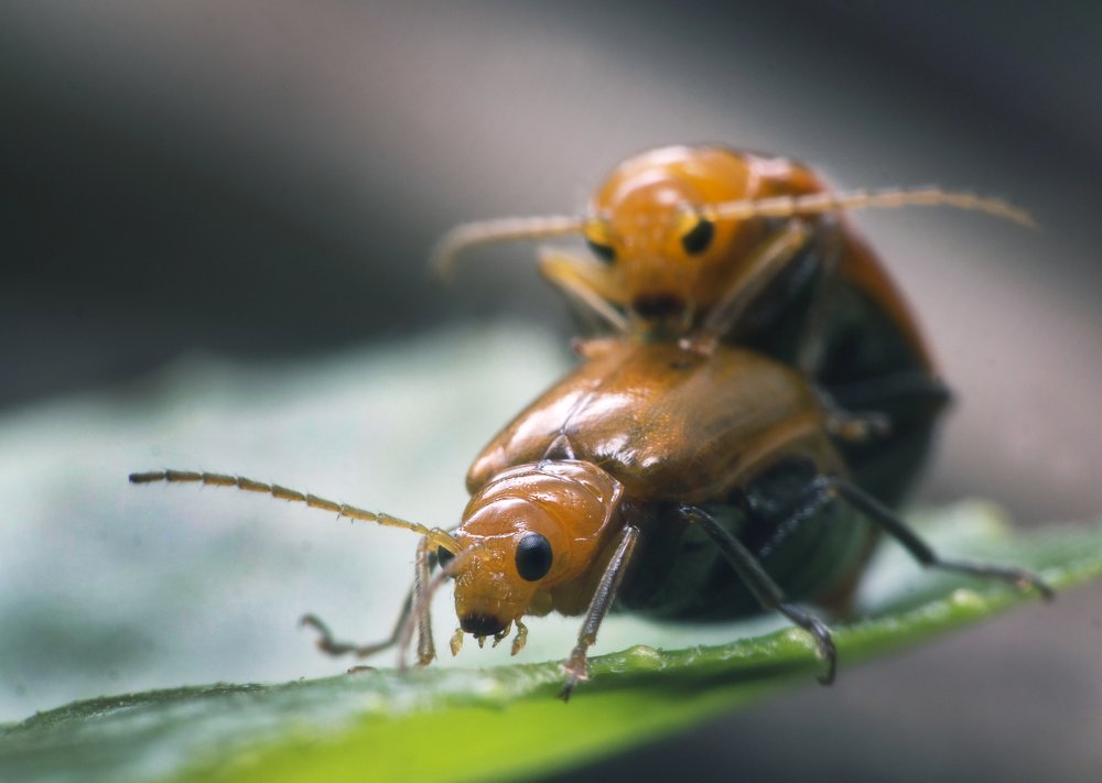 Photograph by Chew Foung(9w2vxp) Pang