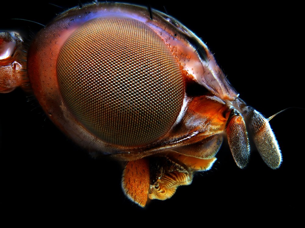 Photograph by Chew Foung(9w2vxp) Pang