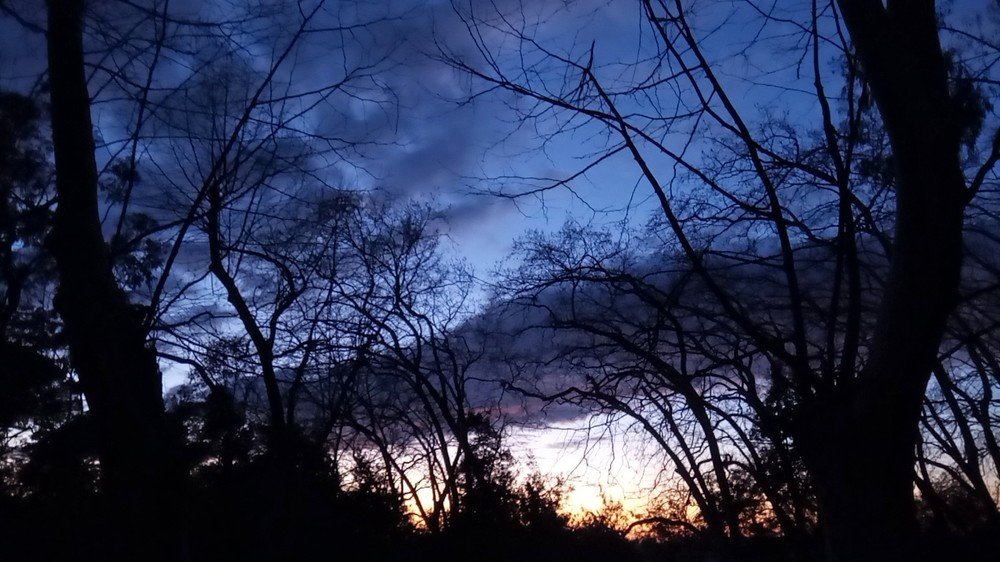 Crepúsculo na floresta