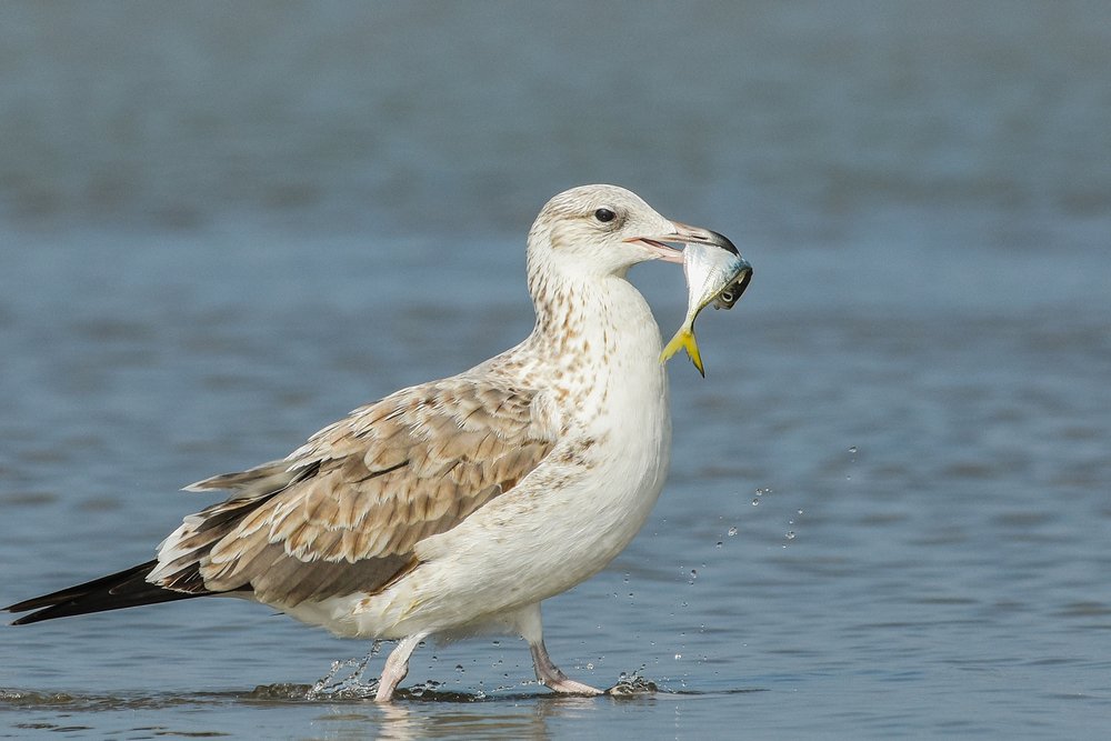 seagull with a fish