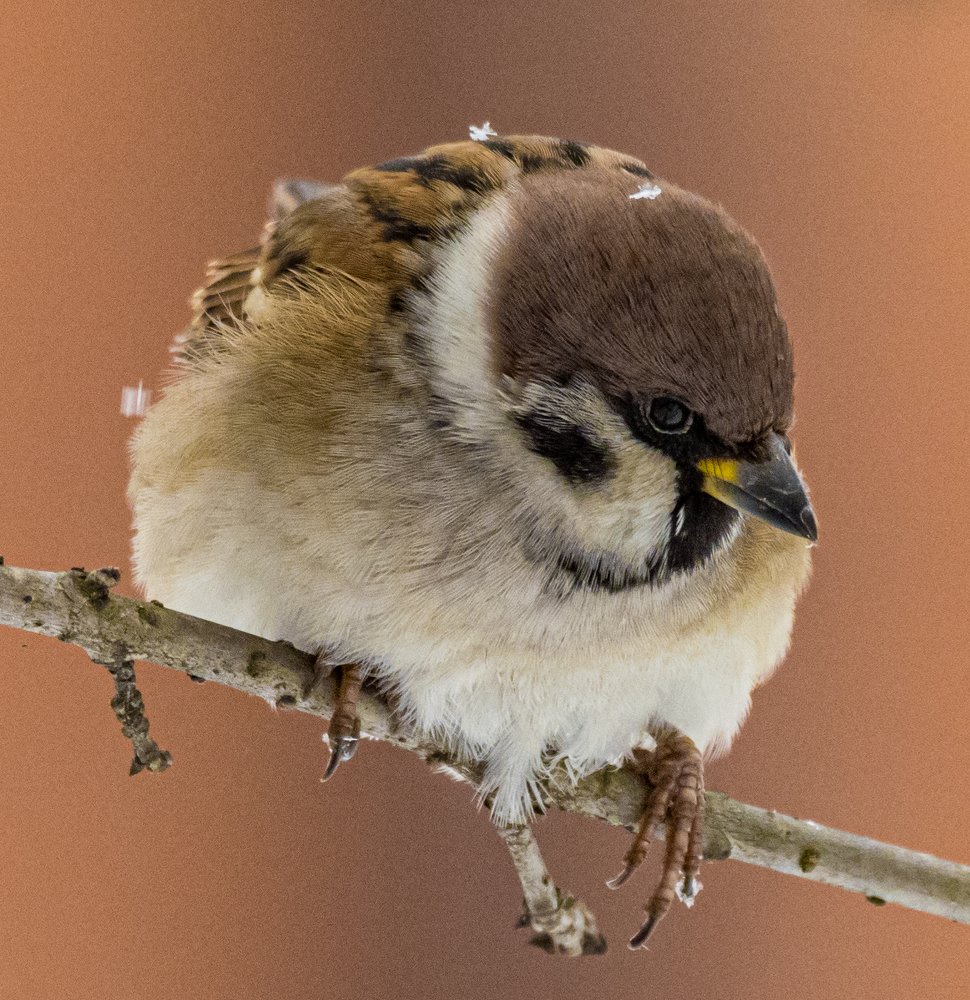 Photograph by Курлянцев Алексей