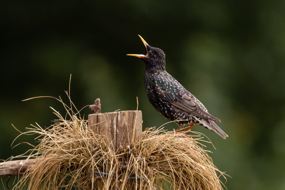 Photograph by Nikolay Stoyanov