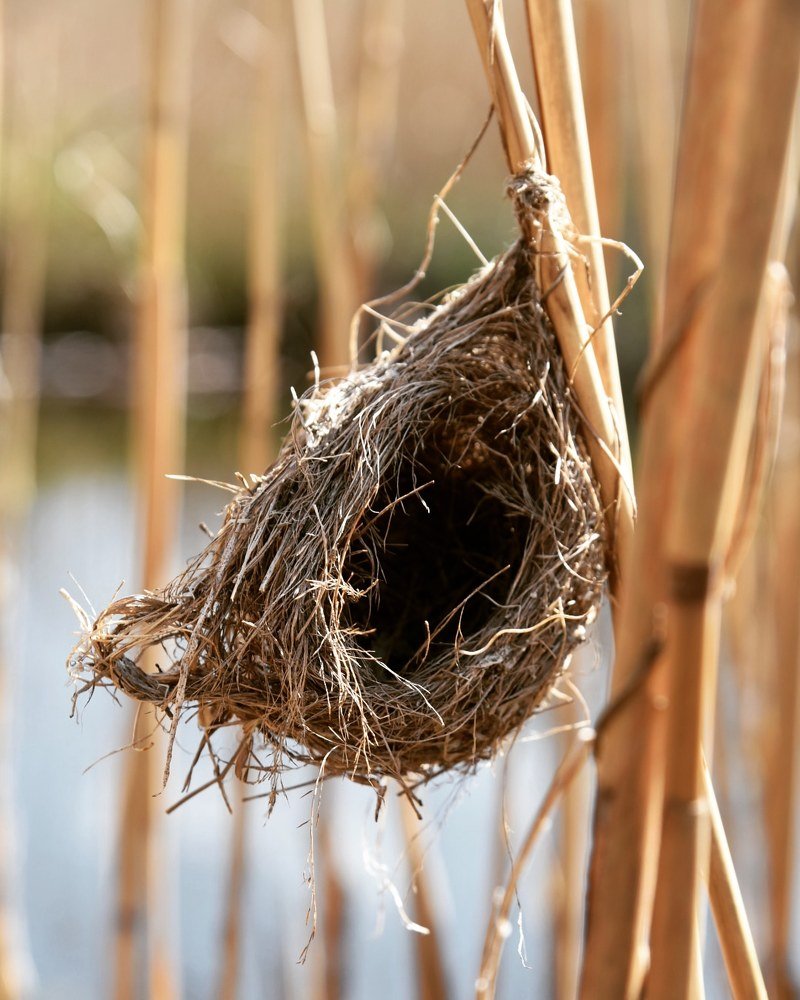 Reed bird nest
